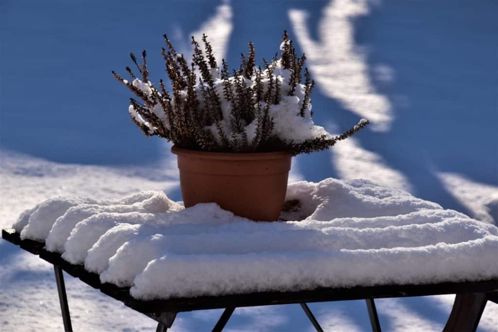 Photo Winter garden