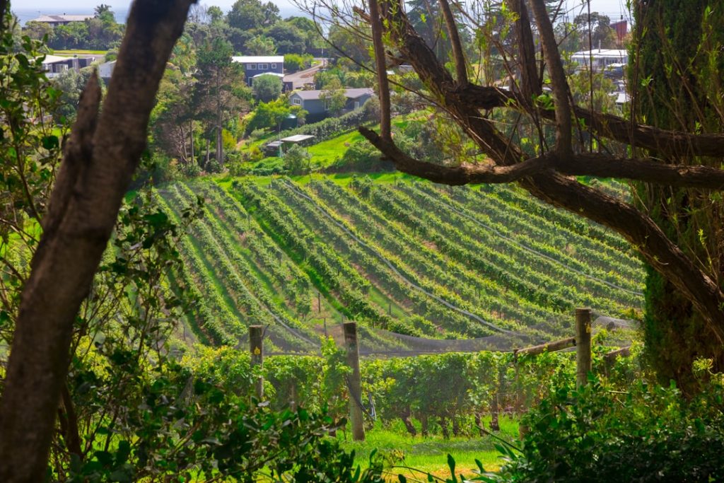 Photo Vineyard rows